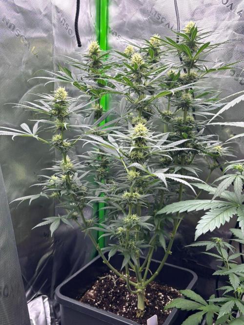 Cookies Big Z & Power Plant Run. Week 8 - PowerPlant 29.05.2026