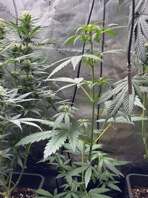 Green Poison. Week 4