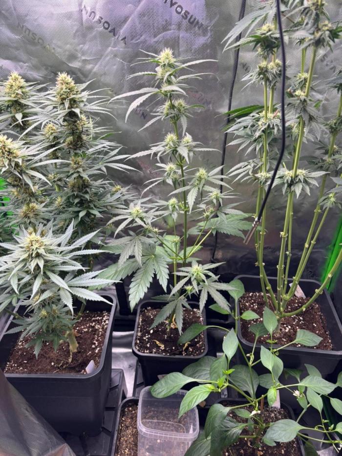 Experiment Sweet Seeds Green Poison. Week 5 - GreenPoison 05.06.2026