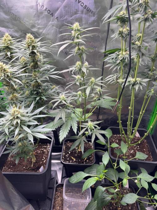Green Poison. Week 5