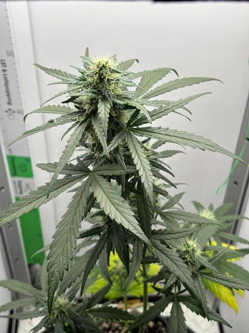 Experiment Sweet Seeds Green Poison. Week 6 - GreenPoison 13.06.2026 1