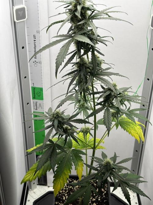 Experiment Sweet Seeds Green Poison. Week 6 - GreenPoison 13.06.2026 2