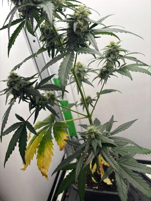 Experiment Sweet Seeds Green Poison. Week 8