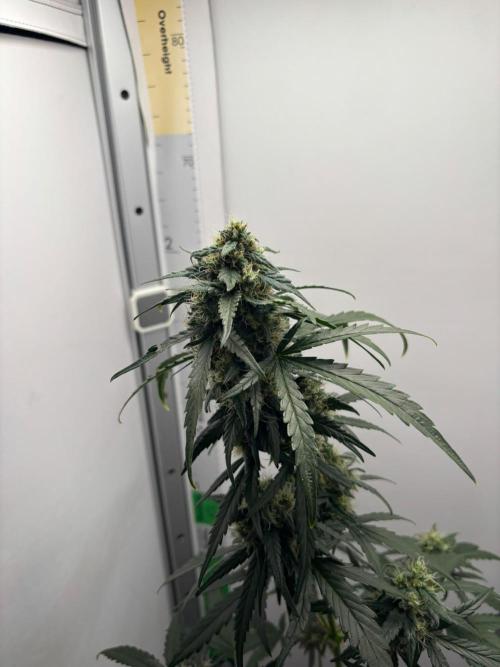 Green Poison. Week 8