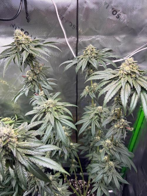 Cookies Big Z & Power Plant Run. Week 11