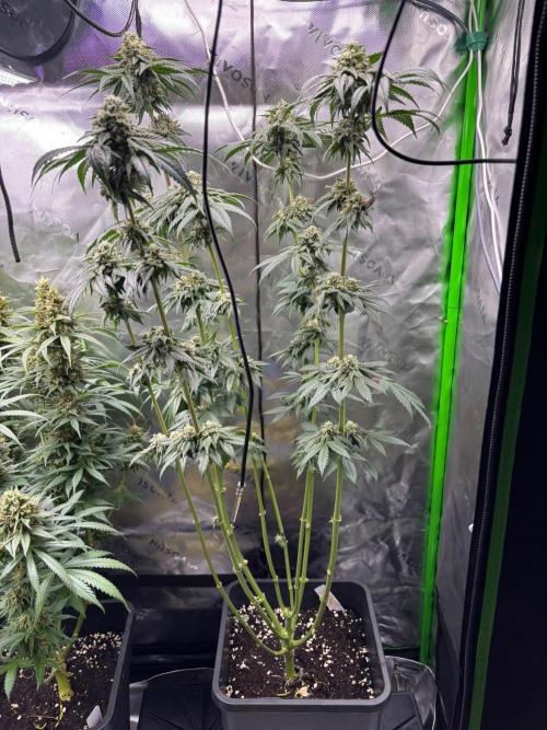 Cookies Big Z & Power Plant Run. Week 11