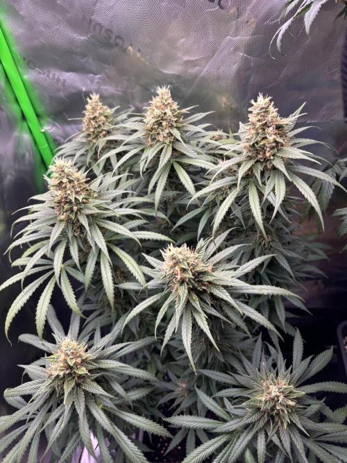Cookies Big Z & Power Plant Run. Week 11