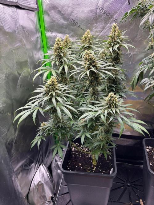 Cookies Big Z & Power Plant Run. Week 11