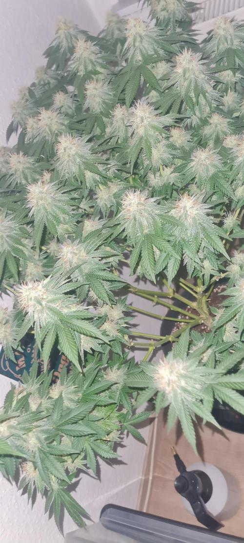 Brookey OG KUSH. Week 5