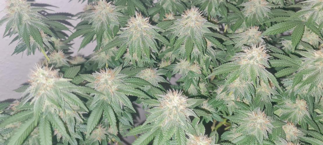 Brookey OG KUSH. Week 5