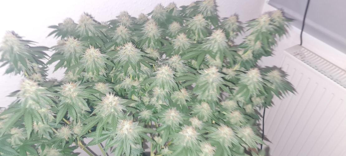 Brookey OG KUSH. Week 5