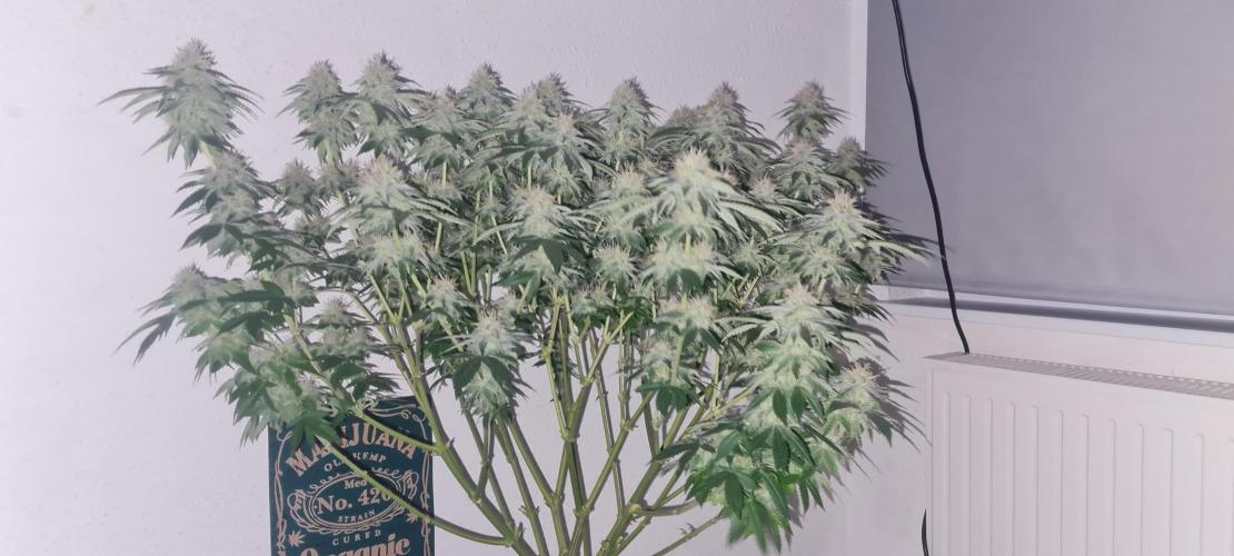 Brookey OG KUSH. Week 5