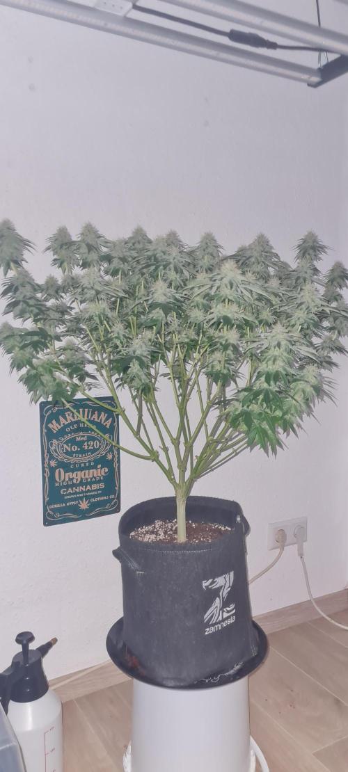 Brookey OG KUSH. Week 5