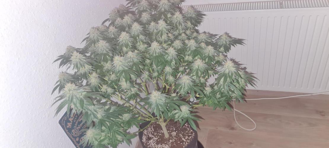 Brookey OG KUSH. Week 5