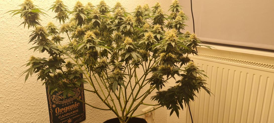 Brookey OG KUSH. Week 5