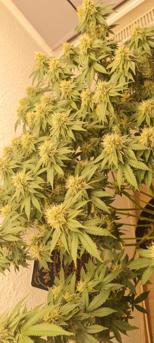 Brookey OG KUSH. Week 5