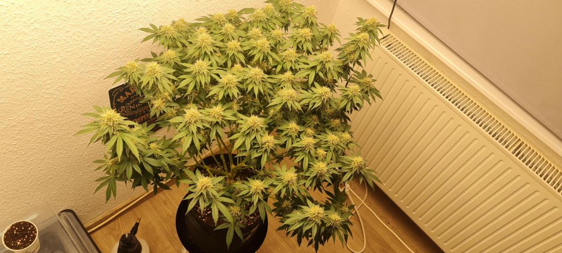 Brookey OG KUSH. Week 5