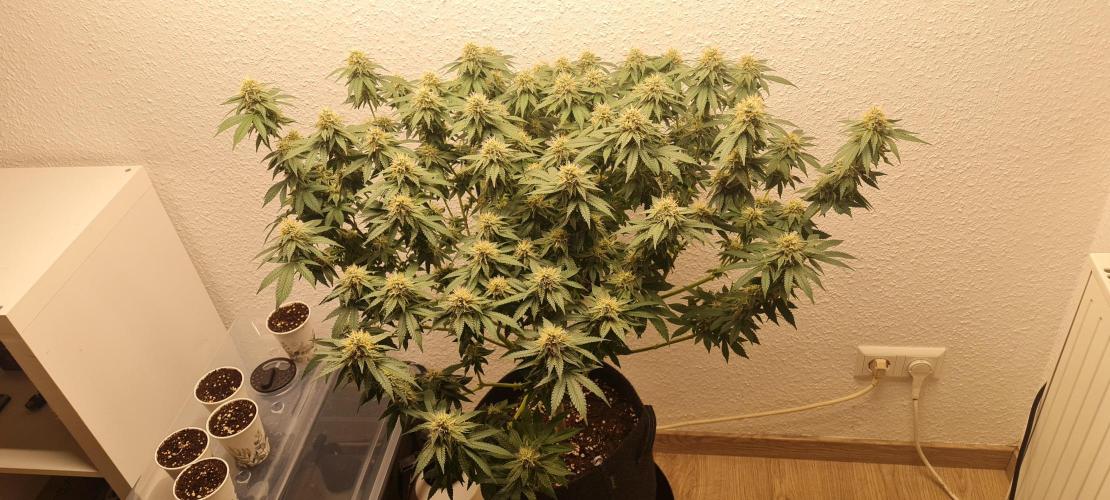 Brookey OG KUSH. Week 5