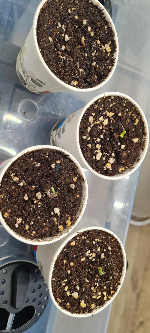 Brookey Panama Red. Week 0