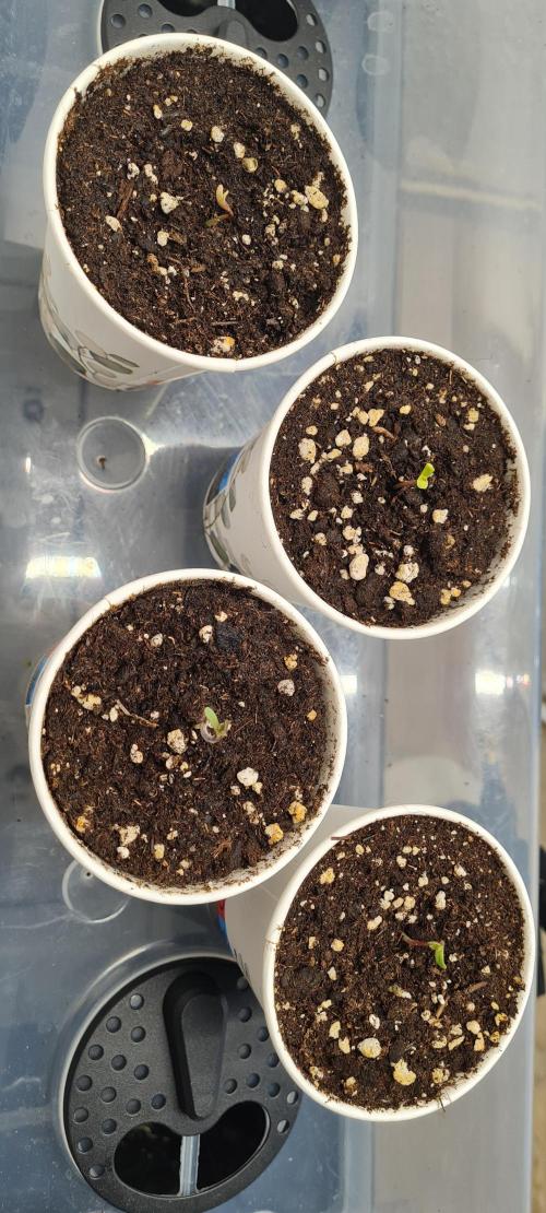 Brookey Panama Red. Week 0