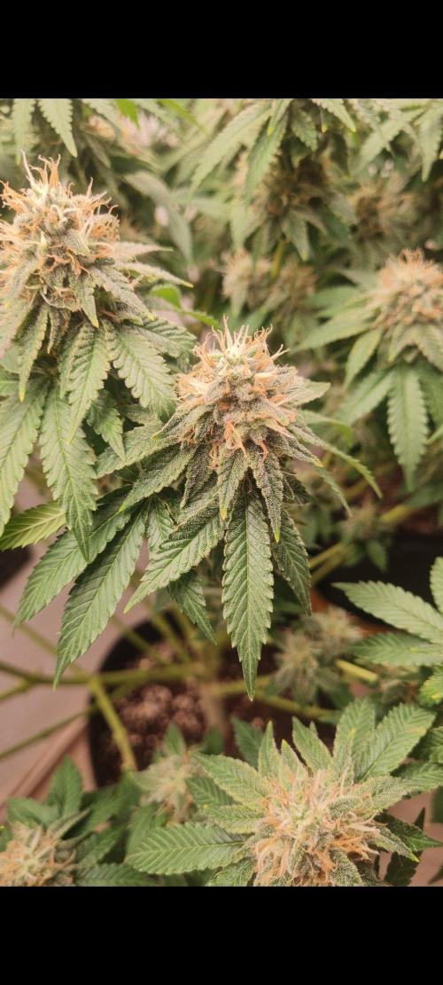 Brookey OG KUSH. Week 6