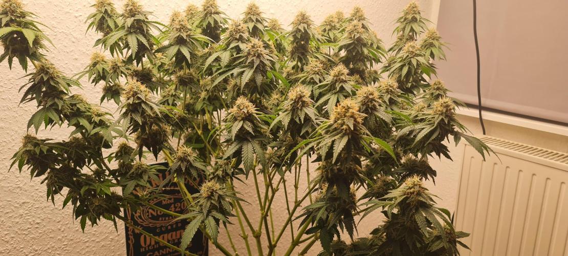 Brookey OG KUSH. Week 6