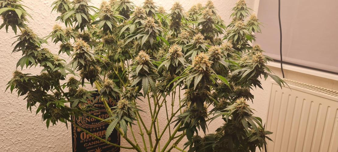 Brookey OG KUSH. Week 6