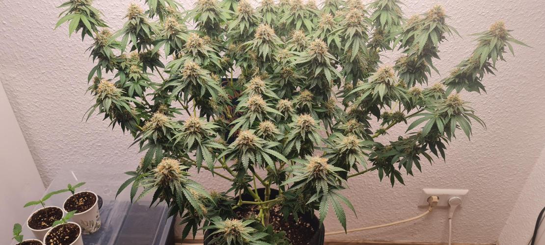 Brookey OG KUSH. Week 6