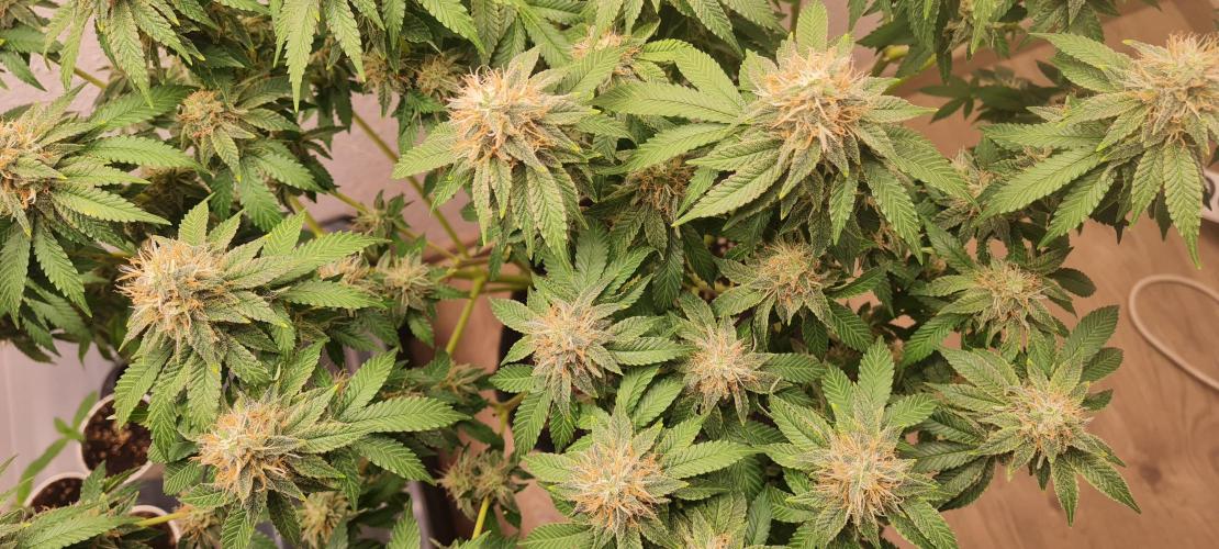 Brookey OG KUSH. Week 6