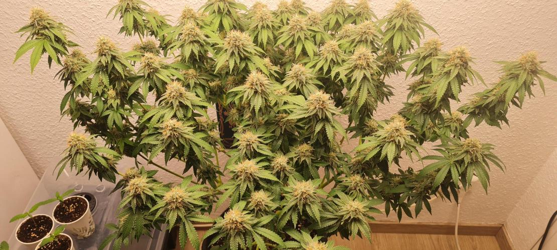 Brookey OG KUSH. Week 6