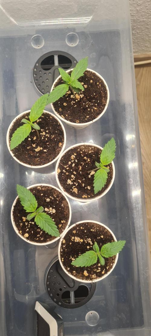 Brookey Panama Red. Week 1