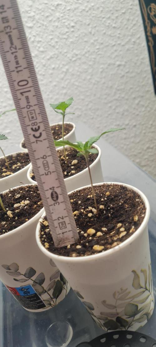 Brookey Panama Red. Week 1