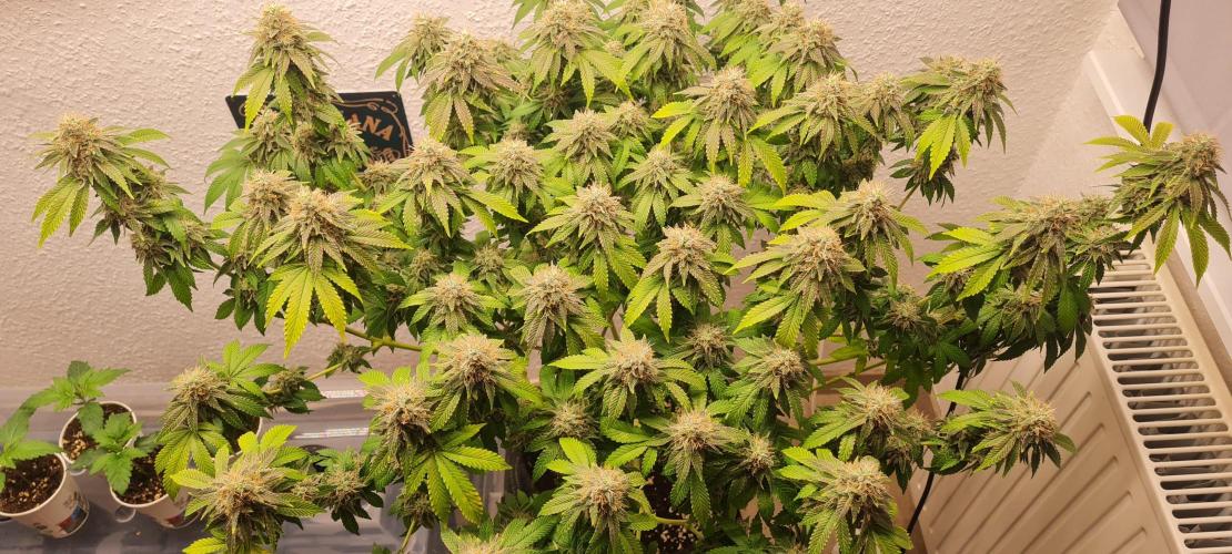 Brookey OG KUSH. Week 7