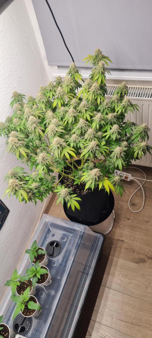 Brookey OG KUSH. Week 7