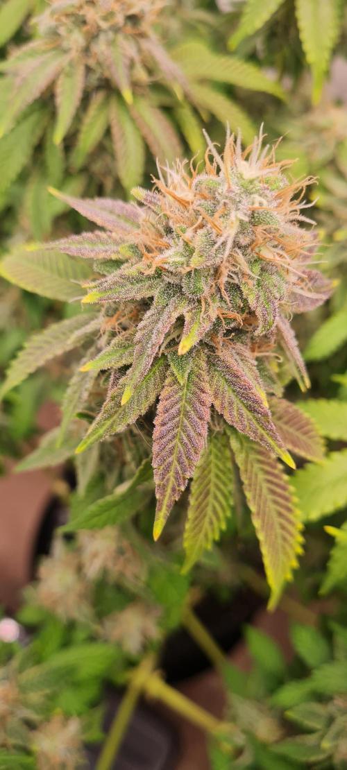 Brookey OG KUSH. Week 7