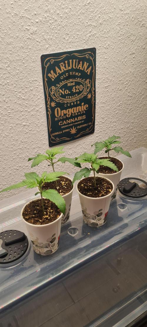 Brookey Panama Red. Week 2