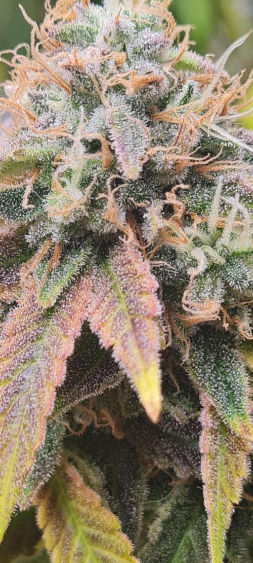 Brookey OG KUSH. Week 8