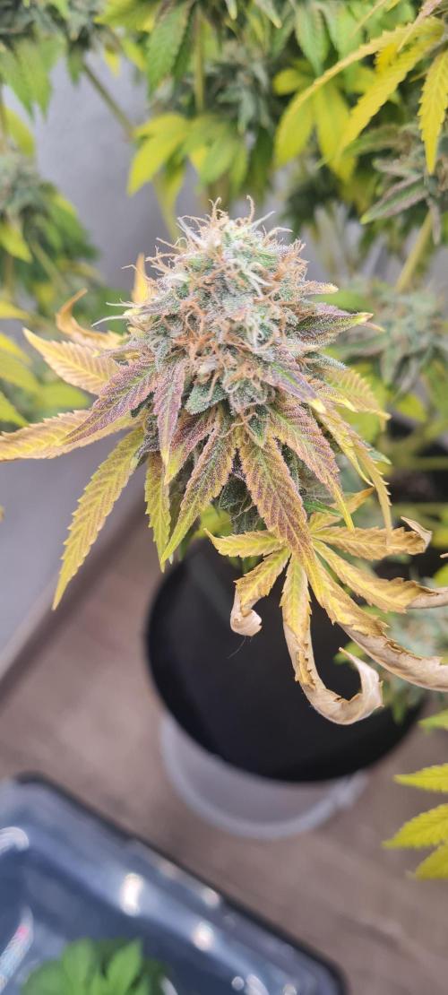 Brookey OG KUSH. Week 8