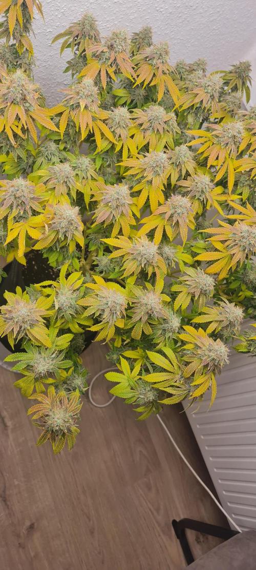 Brookey OG KUSH. Week 8