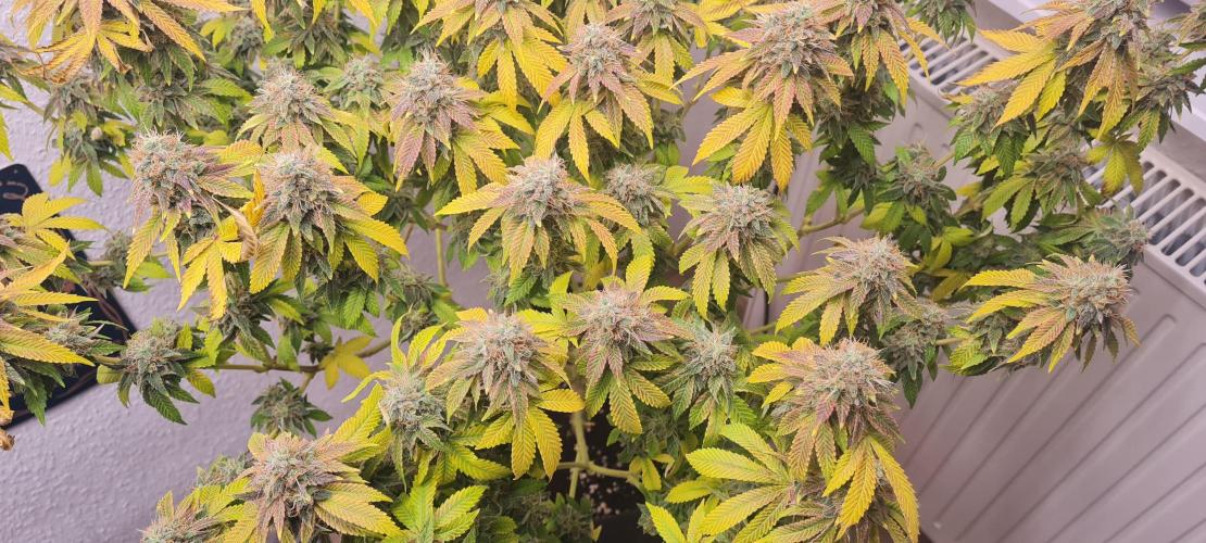 Brookey OG KUSH. Week 8