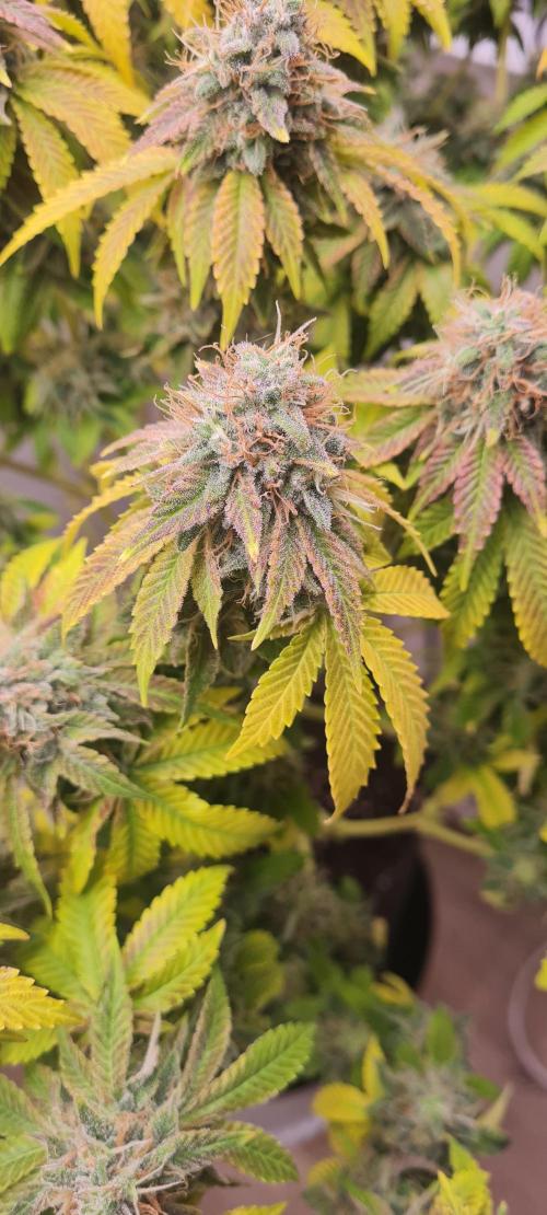 Brookey OG KUSH. Week 8