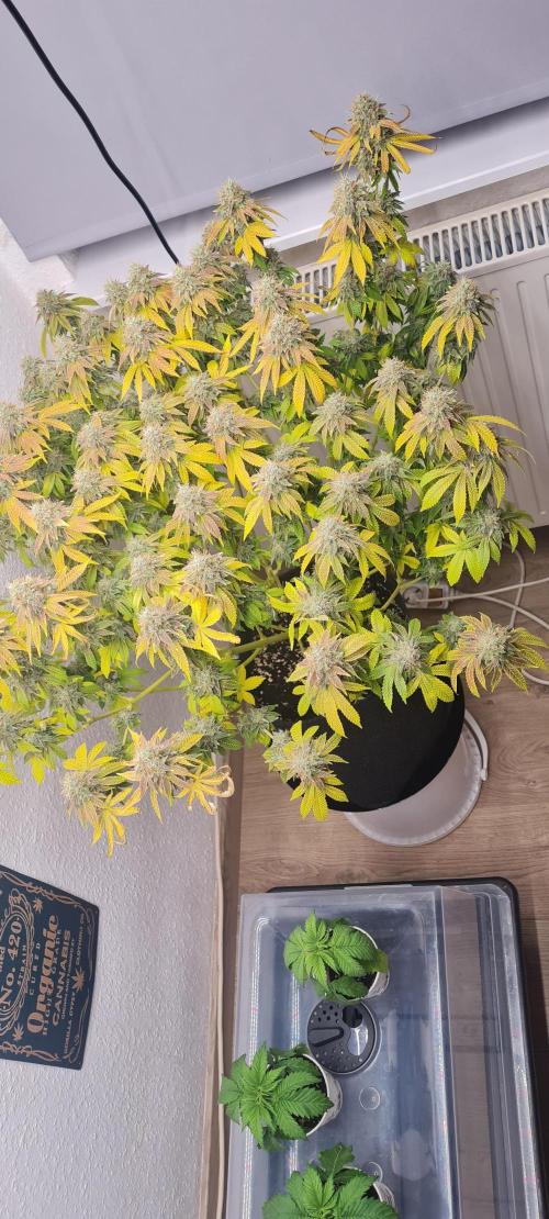 Brookey OG KUSH. Week 8