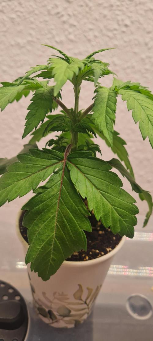 Brookey Panama Red. Week 3