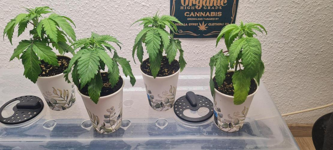 Brookey Panama Red. Week 3