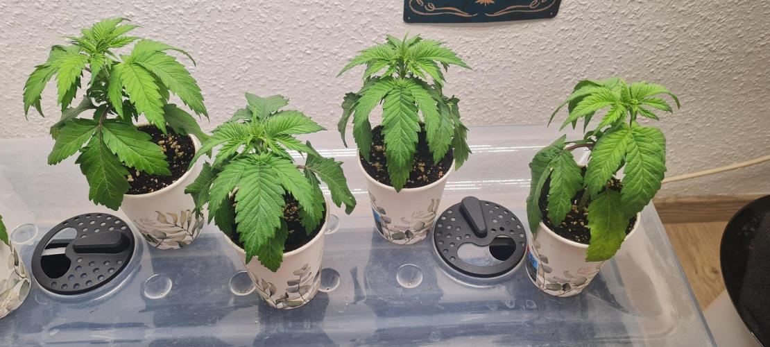 Brookey Panama Red. Week 3