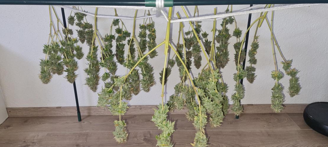 Brookey OG KUSH. Week 9