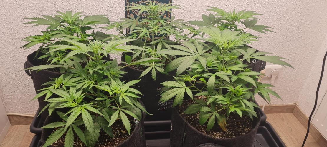 Brookey Panama Red. Week 5