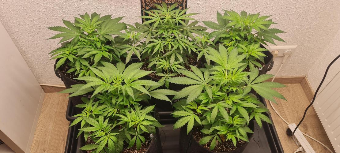 Brookey Panama Red. Week 5