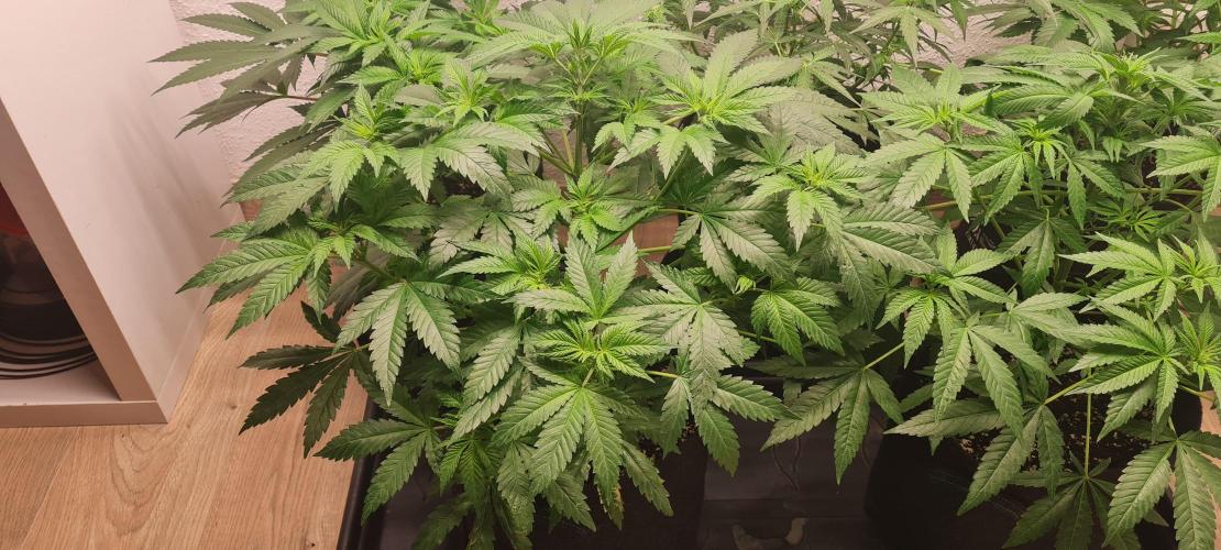 Brookey Panama Red. Week 6