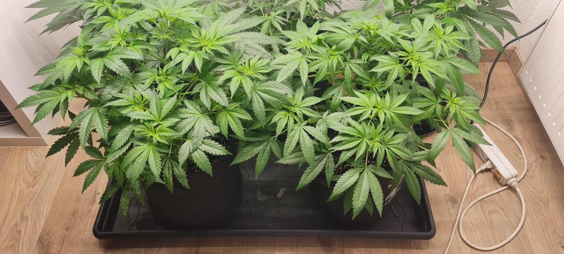 Brookey Panama Red. Week 6